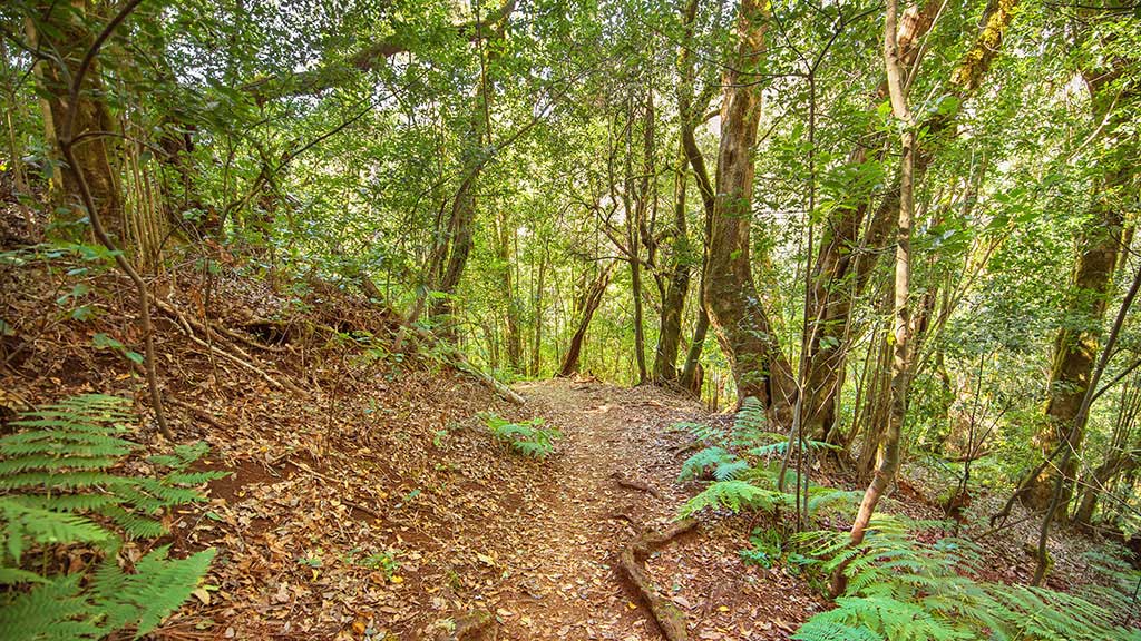 Rain forest in Garajonay national park, La Gomera, Canary island, Spain.