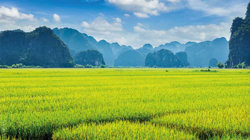 Green rice field and carst mounains. Tam Coc, Vietnam